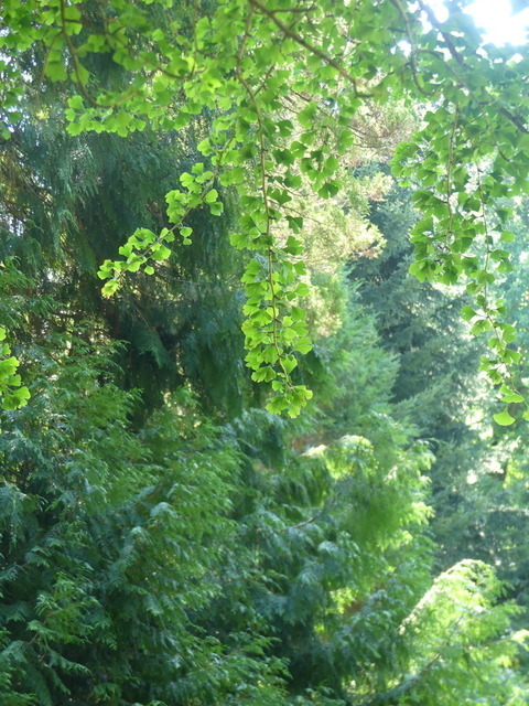 Gingko 1 | Verkauf von Fotos und  Videoclips zumThema Natur.Motive sind Pflanzen, Tiere, Landschaftenund Wetter - Realisiert mit Pictrs.com