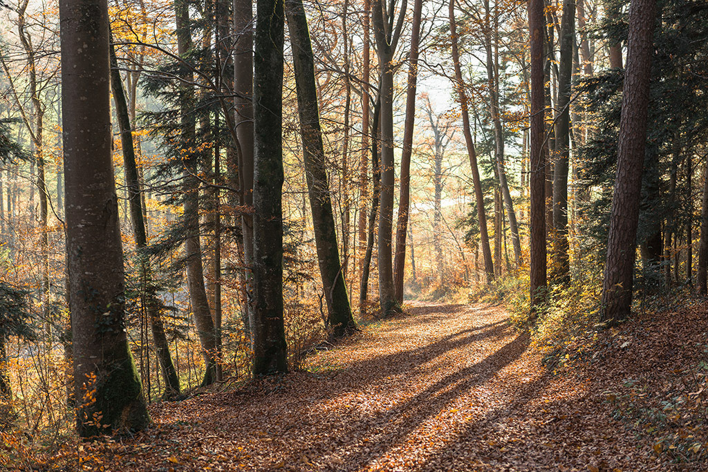 Mit Laub bedeckter Waldweg | im Herbst. - Realisiert mit Pictrs.com