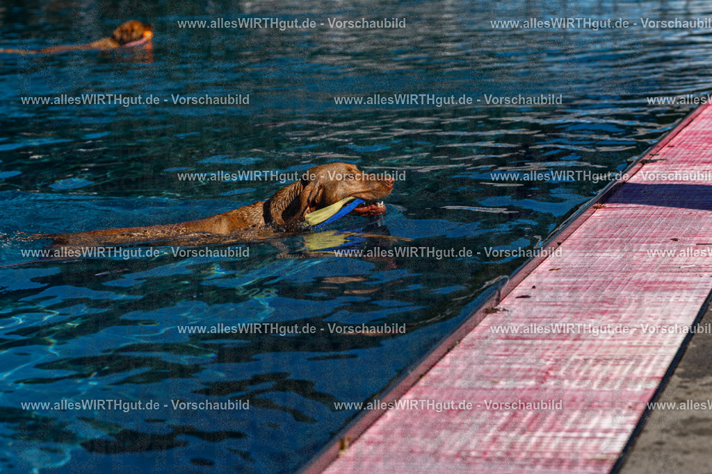 Hundeschwimmen_Volksbad_2026-allesWIRTHgut_Tierfotografie-2609061119-FAY06200 | Professionelle Tierfotografie in Mönchengladbach von Daniel Wirth (allesWIRTHgut). Liebevolle & natürliche Bilder von Hunden & Katzen für unvergessliche Erinnerungen.