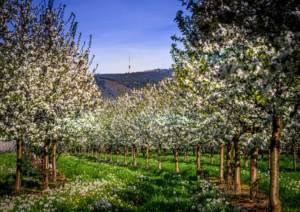 MPI_Blüten_0023 | Kirschblüten bei Achern-Mösbach mit Hornisgrinde im Hintergrund - Realisiert mit Pictrs.com