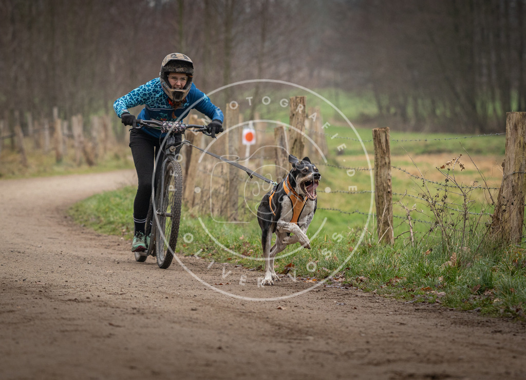 Pfotenfotografie_DV3A2269 | Hundefotografie, Tierfotograf, Pfotenfotografie, Fotoshooting Hund, Hunde Portrait, Hundesport, Hundeportraits, Heideshooting, Hunde, Sportfotograf, Hundefotograf, Turnierhundsport, THS,  - Realisiert mit Pictrs.com