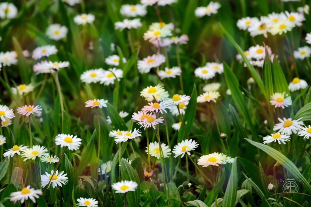 BW-Gänseblümchen-0007 | Entdecken Sie eine vielfältige Auswahl individueller Fotos zum Kauf auf picturalux.de. Finden Sie hochwertige Bilder für Ihre Projekte, die Ihre Botschaft perfekt unterstreichen. Stöbern Sie jetzt und verleihen Sie Ihren Inhalten das gewisse Etwas! - Realisiert mit Pictrs.com
