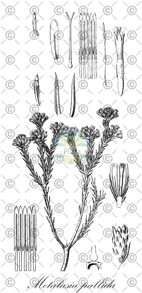 HistAbb_wfo-0000157665_1_ENZY_Simple | Historische Abbildung von Metalasia pallida - Asteraceae | Historical Illustration of Metalasia pallida - Asteraceae