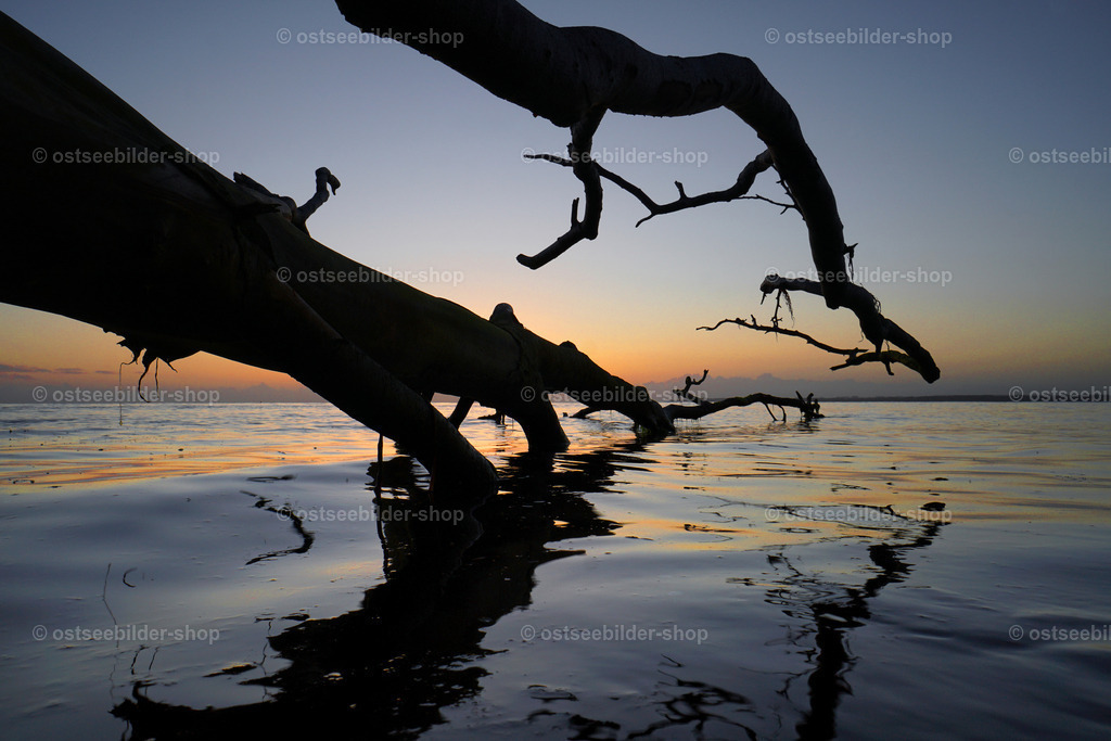 Abgestürzter Baum frühmorgens am Brodtener Ufer | Wie Arme eines Fabelwesens greifen die Äste eines vom Hochufer gestürzten Baumes nach dem Morgenlicht der aufgehenden Sonne.