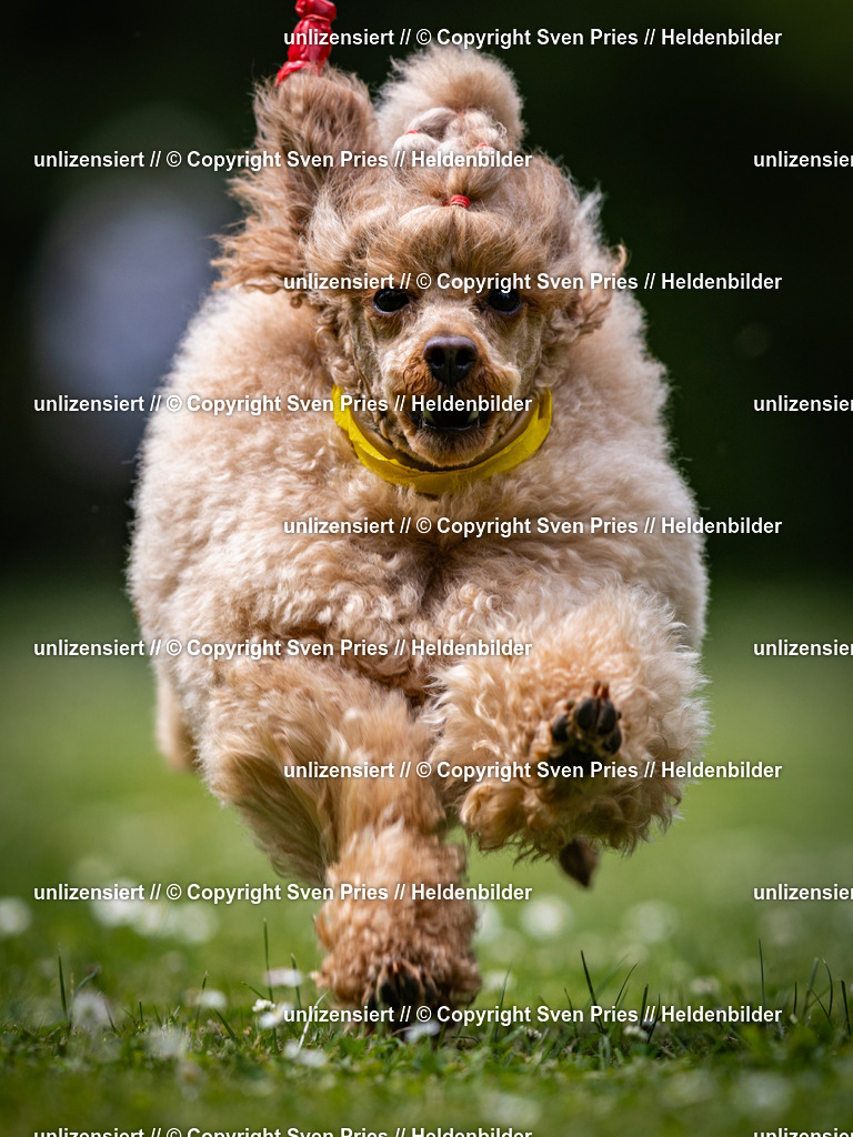 Sven Pries | 2025-05-29 - Pudelrennen KA-Durlach - Realisiert mit Pictrs.com