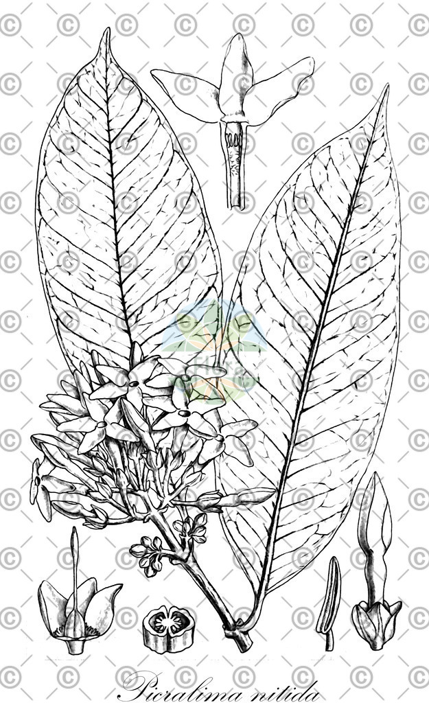 HistAbb_wfo-0001140377_1_ENZY_Simple | Historische Abbildung von Picralima nitida - Apocynaceae | Historical Illustration of Picralima nitida - Apocynaceae