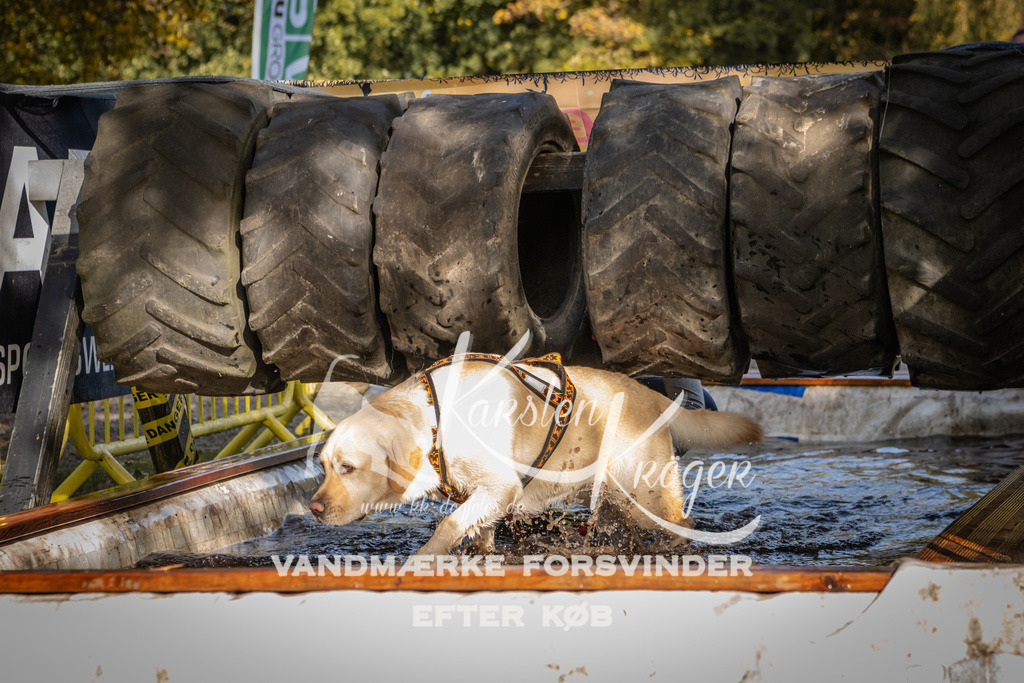 1154_ZZ93762 | kk-dogfotos