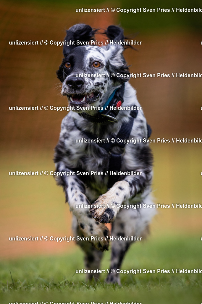 Sven Pries | 2024-04-21 - Hunderennen Baden-Oos
Foto: Sven Pries - Realisiert mit Pictrs.com