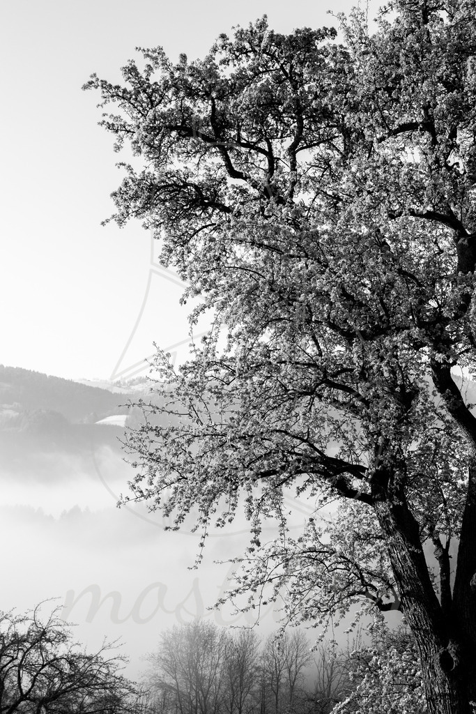 Mostviertel Schwarz Weiß | Ihre Fotografin im Lungau, ihre Fotografin im Mostviertel, Wandbilder Onlineshop, Imagefotos für Ihr Unternehmen,  - Realisiert mit Pictrs.com