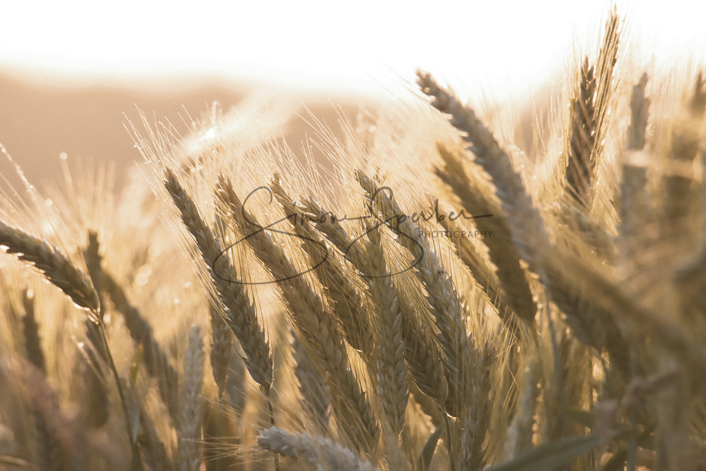 Kornfeld | Simone Sperber, svb-photography,Fotografin,Bilddesignerin,Naturfotografie,Macrofotografie,Tierfotografie,Wildtierfotografie,Ausstellungen,Auftragsfotografie,Kunst,Art,Photographer,Shootings,Bildberatbeitung,Galerie,Shop