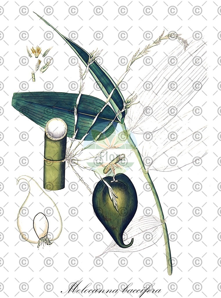 HistAbb_wfo-0000240143_1_ENZY_Simple | Historische Abbildung von Melocanna baccifera - Poaceae | Historical Illustration of Melocanna baccifera - Poaceae