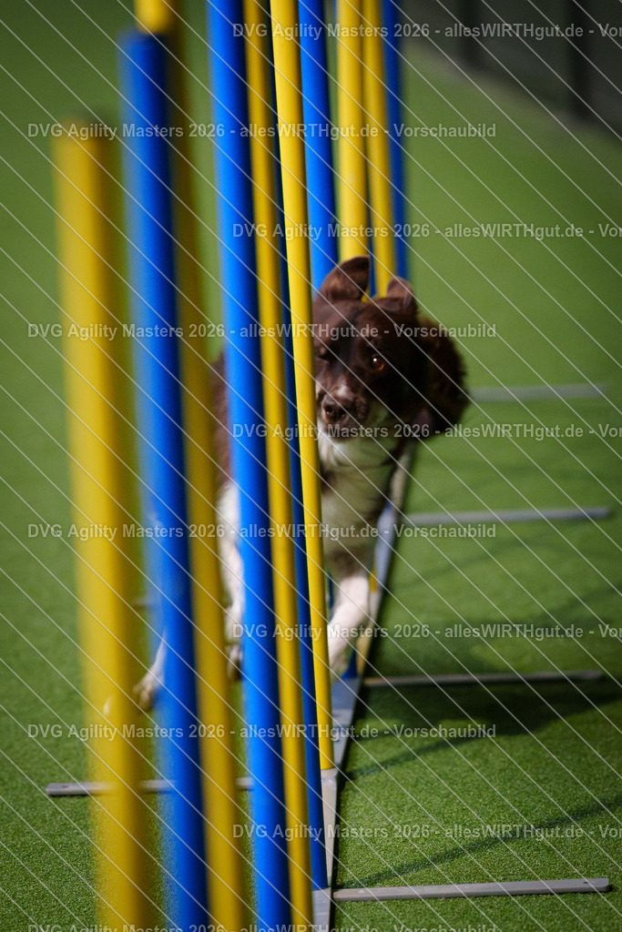 allesWIRTHgut_Tierfotografie-DVG_Agility_Masters_2026-14_33-7R500640 | Professionelle Tierfotografie in Mönchengladbach von Daniel Wirth (allesWIRTHgut). Liebevolle & natürliche Bilder von Hunden & Katzen für unvergessliche Erinnerungen.