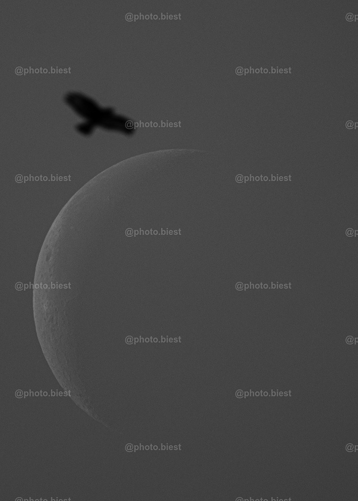 IMGC1638 | photobiest - Realisiert mit Pictrs.com