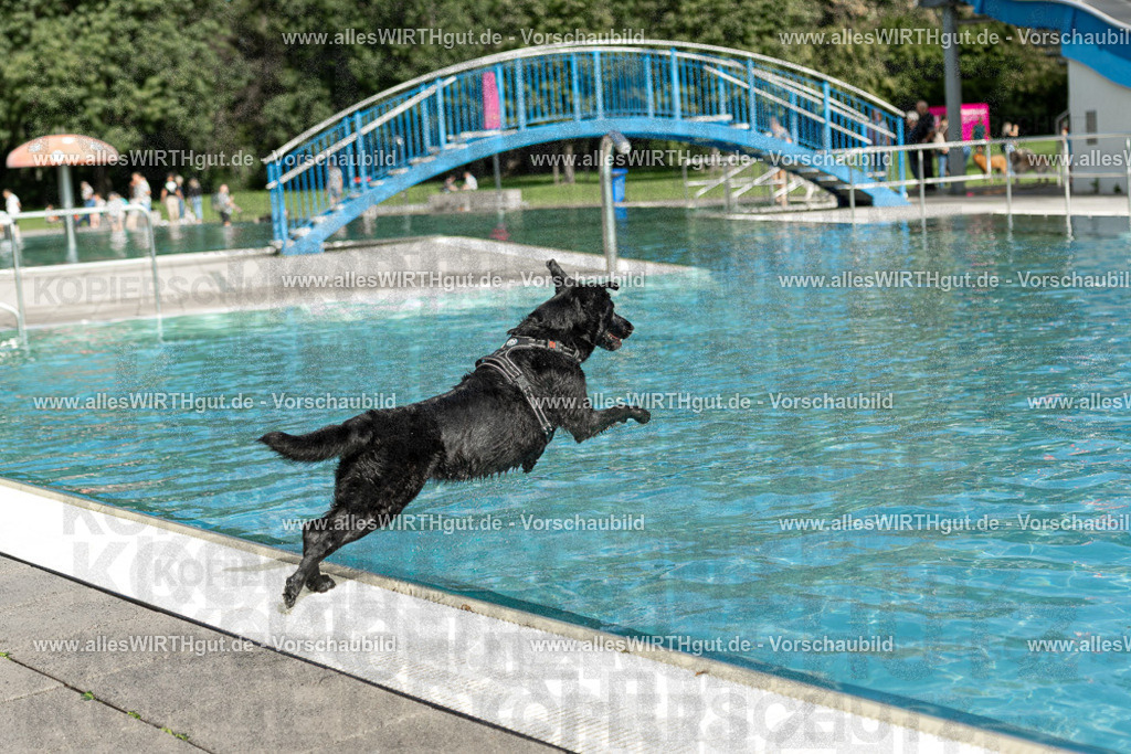 Hundeschwimmen_Volksbad_2026-allesWIRTHgut_Tierfotografie-2609061515-7R501375 | Professionelle Tierfotografie in Mönchengladbach von Daniel Wirth (allesWIRTHgut). Liebevolle & natürliche Bilder von Hunden & Katzen für unvergessliche Erinnerungen.