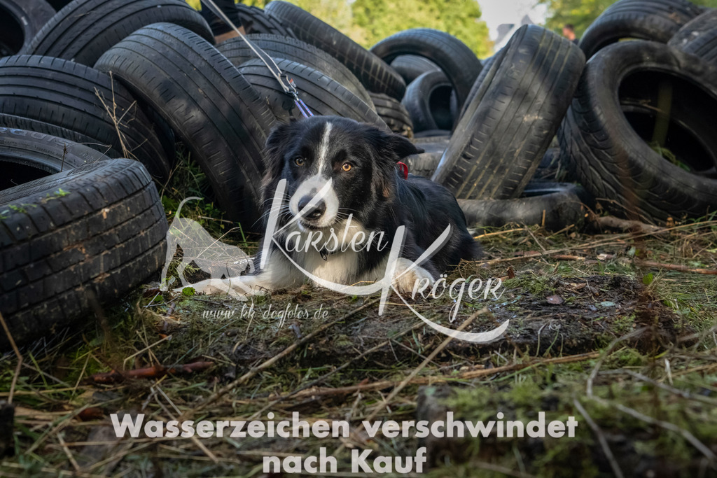 1538_ZZ91939-Bearbeitet | kk-dogfotos