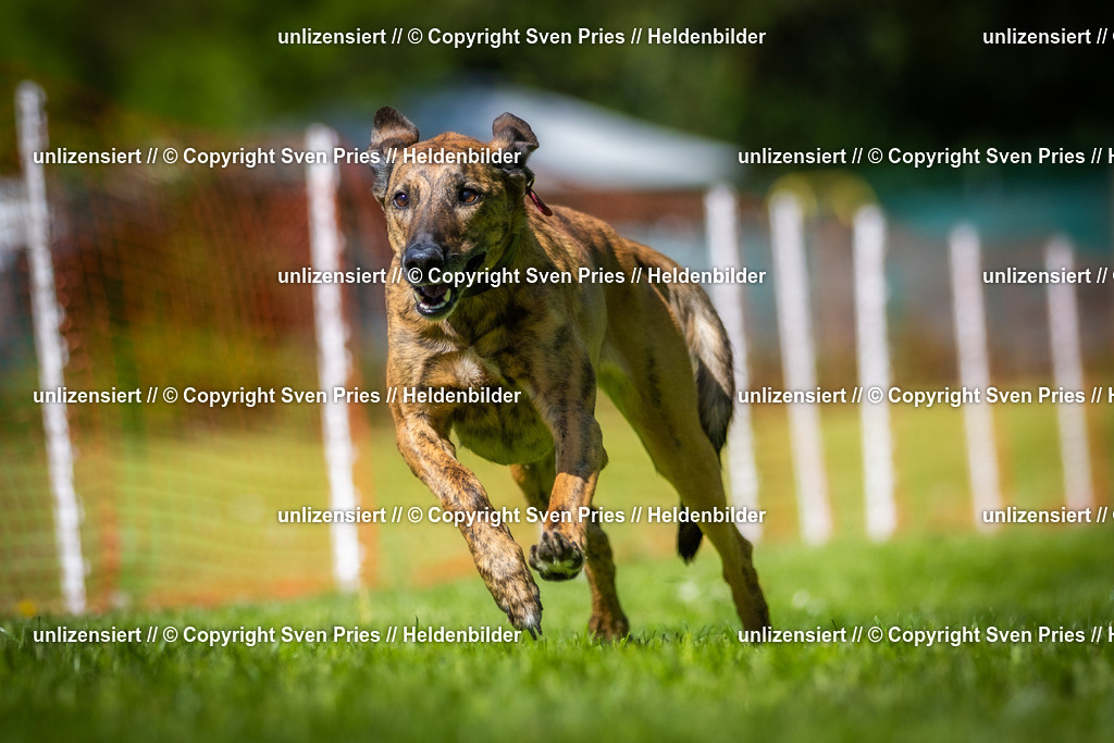 Hunderennen_April_2026_721 | 2026-04-26 - Hunderennen Baden-Oos April 2026 - Realisiert mit Pictrs.com