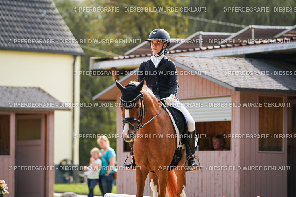 DSC03942 | Pferdegrafie