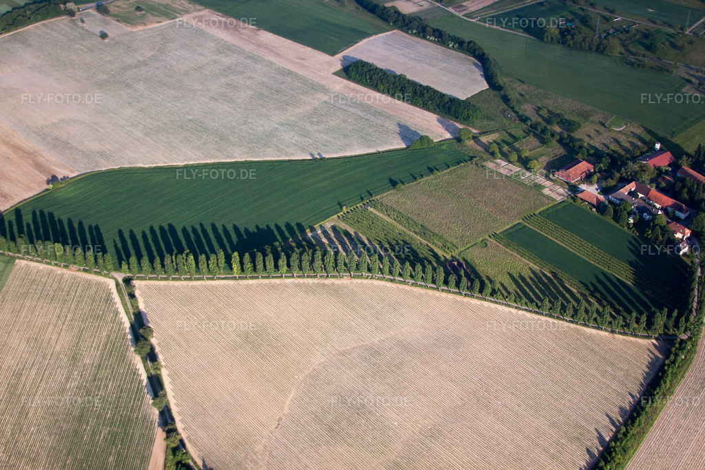 Luftbild: Baumreihe an einem Feldrand bei Hohenwettersbach im Ortsteil Hohenwettersbach in Karlsruhe im Bundesland Baden-Württemberg in Deutschland. Foto: IMG_57772.jpg vom 14.06.2013 durch Werner Riehm/FLY-FOTO.de