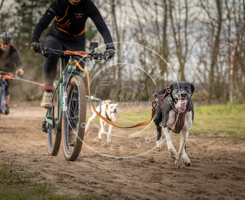 Pfotenfotografie_DV3A8071 | Hundefotografie, Tierfotograf, Pfotenfotografie, Fotoshooting Hund, Hunde Portrait, Hundesport, Hundeportraits, Heideshooting, Hunde, Sportfotograf, Hundefotograf, Turnierhundsport, THS,  - Realisiert mit Pictrs.com