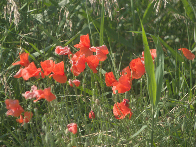 Blühender Mohn | Verkauf von Fotos und  Videoclips zumThema Natur.Motive sind Pflanzen, Tiere, Landschaftenund Wetter