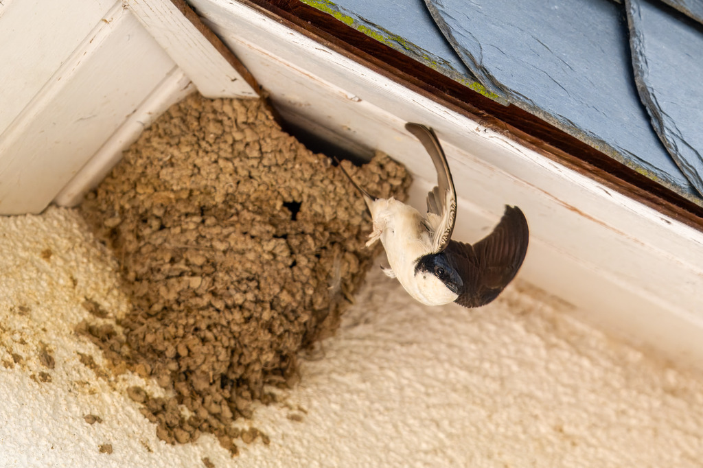 Schwalbe und Bau | Schwalbe startet aus dem Nest - Realisiert mit Pictrs.com