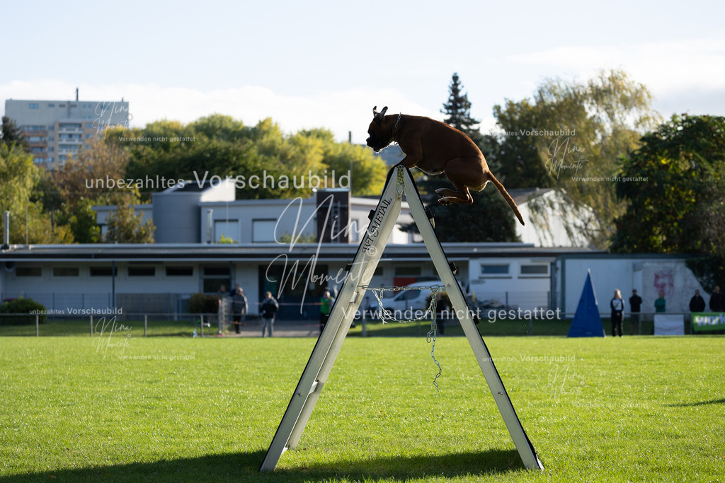 _16A4809 | Einzigartige Fotos von Hunden & Menschen –Actionfotos, Portraits, Vereinsaufnahmen & Paarshootings – authentisch, lebendig & mit Herz.