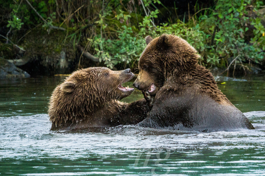 a bear fight | Grizzly bear brothers playing in a lake in Lake Clark National Park, Alaska - Realisiert mit Pictrs.com
