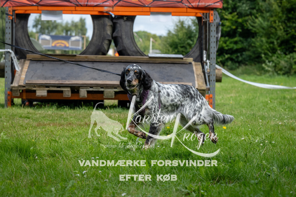 1138_ZZ92919 | kk-dogfotos