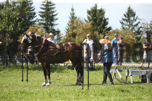 Leistungsprüfung_Sankt Märgen_2022_KN_06_Lissy (1) | Alle Fotos der Reiterjournal Fotografin Doris Matthaes im Reiterjournal Online-Fotoshop. - Realisiert mit Pictrs.com