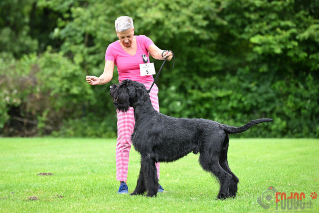 Ausstellung des Pinscher Schnauzer-Klub | Ausstellung des Pinscher-Schnauzer-Klub, OG München in Gröbenzell 29.07.2023 Foto: Leo Wyden