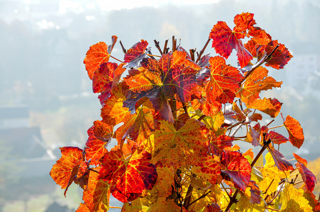 Herbstfeuer im Weinberg: Leuchtendes Reblaub im Gegenlicht | Ein explosives Farbenspiel markiert das Ende des Weinjahres: Das dichte Laub eines Rebstocks erstrahlt in leuchtenden Nuancen von Feuerrot, Orange und warmem Sonnengelb. Im Gegenlicht der sanften Herbstsonne wirken die feingliedrigen Blattstrukturen fast wie aus Glas geformt und glühen förmlich vor dem weichen, leicht dunstigen Hintergrund. Das Bild fängt die magische Stimmung eines goldene Novembertages ein und strahlt Wärme, Wohlgefühl sowie die ruhige Fülle des späten Herbstes aus. - Realisiert mit Pictrs.com