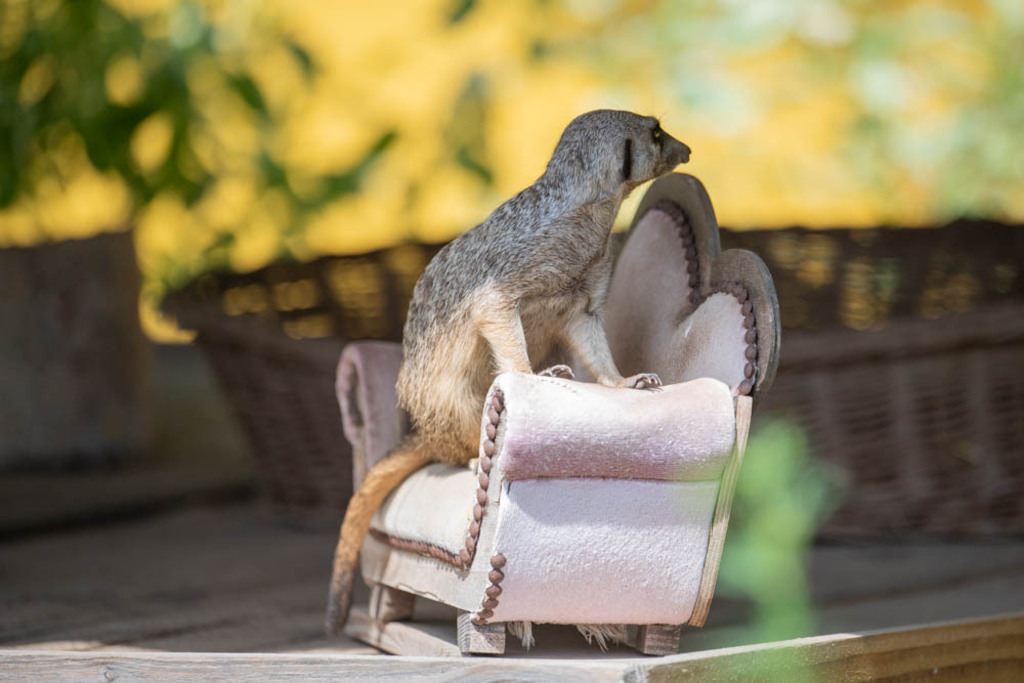 Rosa(s) Sofa | Bei den Erdmännchen steht ein Fest bevor, Großmutter Rosa hat nämlich bald Geburtstag. Seit Wochen überlegt die ganze Kolonie, was sie ihr schenken könnten. Die Jüngsten sammeln fleißig Insekten, die sie für das Festmahl trocknen. Die Älteren beschäftigen sich damit, Rosas Schlafhöhle zu erweitern, damit sie besser zusammenkuscheln und ihr im nächsten Winter warm geben kön-nen.Herr und Frau Anführer haben sich etwas ganz Besonderes ausgedacht. Und obwohl sie sonst alles zusammen teilen und keine Geheimnisse voreinander haben, weiß niemand in der Kolonie, was sie im Schilde führen. Nicht einmal die Wachmannschaft, der sonst nichts entgeht, hat etwas heraus-finden können. Sowas hat es bei Erdmännchens noch nie gegeben. - Realisiert mit Pictrs.com