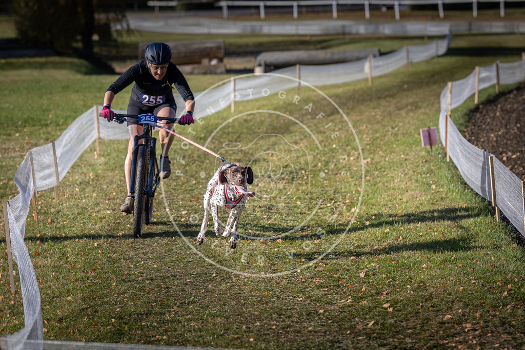 CaniXpix_DV3A4647 | Hundefotografie, Tierfotograf, Pfotenfotografie, Fotoshooting Hund, Hunde Portrait, Hundesport, Hundeportraits, Heideshooting, Hunde, Sportfotograf, Hundefotograf, Turnierhundsport, THS,  - Realisiert mit Pictrs.com