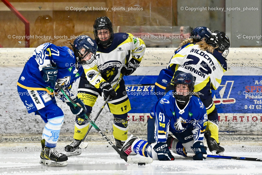 Wildcats Paternion vs. Lady Hawks  | #71 Holzner Lena LADY HAWKS, #17 Kleindienst-Anton Anita Wildcats Paternion, #81 Zussner Julia LADY HAWKS, Wildcats Paternion vs. Lady Hawks , Wildcats Paternion vs. Lady Hawks  am 27.01.2025 in Spittal an der Drau (Eissportzentrum Spittal), Austria, (Photo by Bernd Stefan)