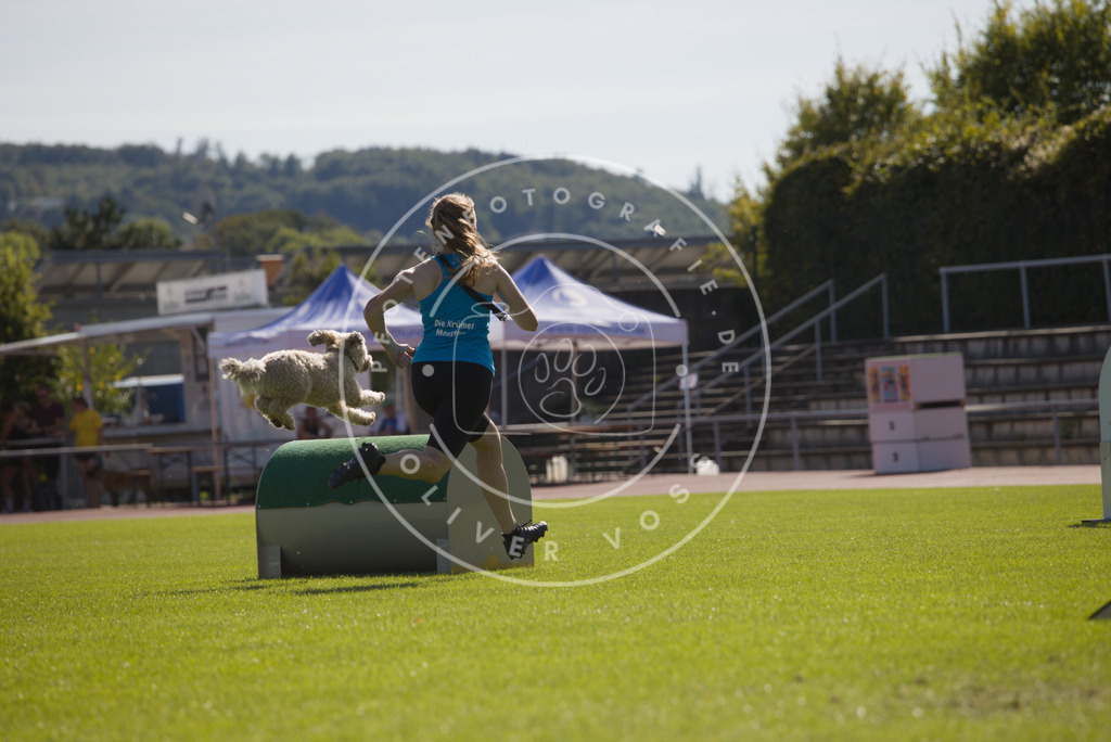 0L8A8538 | Hundefotografie, Tierfotograf, Pfotenfotografie, Fotoshooting Hund, Hunde Portrait, Hundesport, Hundeportraits, Heideshooting, Hunde, Sportfotograf, Hundefotograf, Turnierhundsport, THS,  - Realisiert mit Pictrs.com