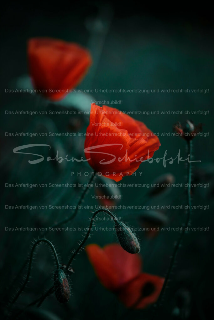 Wandbild Mohn | People- und Tierfotografie, Imageaufnahmen, Veranstaltungsfotografie und Wandbilder aus der Natur ★ Made in Germany ✔️ Druck + Downloads ✔️ Naturfotografie in Top Qualität ★ schneller Versand, weltweite Lieferung! - Realisiert mit Pictrs.com