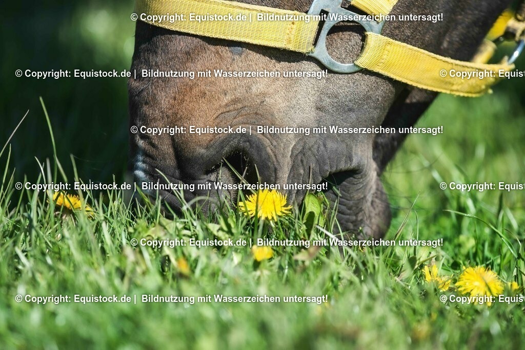 20210426_Pferd-auf-Koppel_0078 | equistock