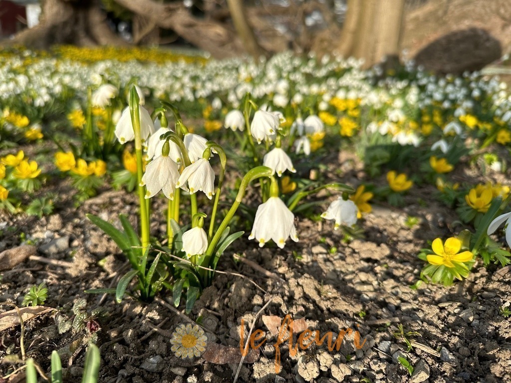 Schadaupark | Dies ist der Shop von Florian Blum - le fleuri. Langenthal, Bern, SchweizSie können hier meine oder ihre eigenen Fotos als Fotoprodukte kaufen. Tassen, Schlüsselanhänger, Taschen etc. können Sie hier gestalten.  - Realisiert mit Pictrs.com