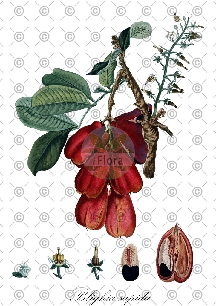 HistAbb_wfo-0000566873_2_ENZY_Simple | Historische Abbildung von Blighia sapida - Sapindaceae | Historical Illustration of Blighia sapida - Sapindaceae