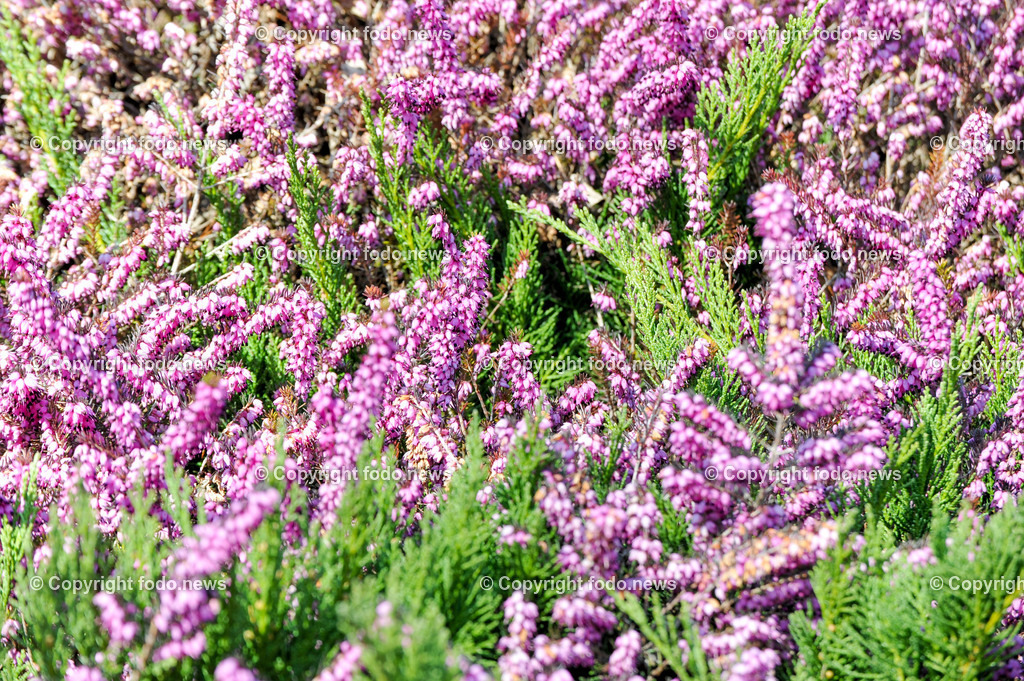 Fruehling_ Blumen_ Fruelingsboten_ 09.03.2025-9 | 09.03.2025, Linz, AUT, Fruehling, Blumen, Fruehlingsboten, im Bild Frühling, Blumen, Frühlingsboten, Fruehling, Fruelingsboten, Erika, Heidekraut, Immergruen, Zierpflanze, Strauch, Zwergstrauch, Gartenpflanze, Vorfrühling