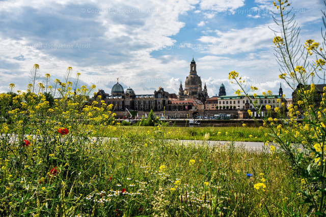 Elbwiesen_Frauenkirche | Fotografie Photography Dresden Photoshooting  Fotoshooting Fotografin Dresdencity Bilder  Foto Dresdenvideos Kalender Postkarten Bilderdownload Portrait Hochzeitsfotografie Familienfotos Bewerbungsbilder Studiofotografie Fotograf Dresdenbilder Business - Realisiert mit Pictrs.com
