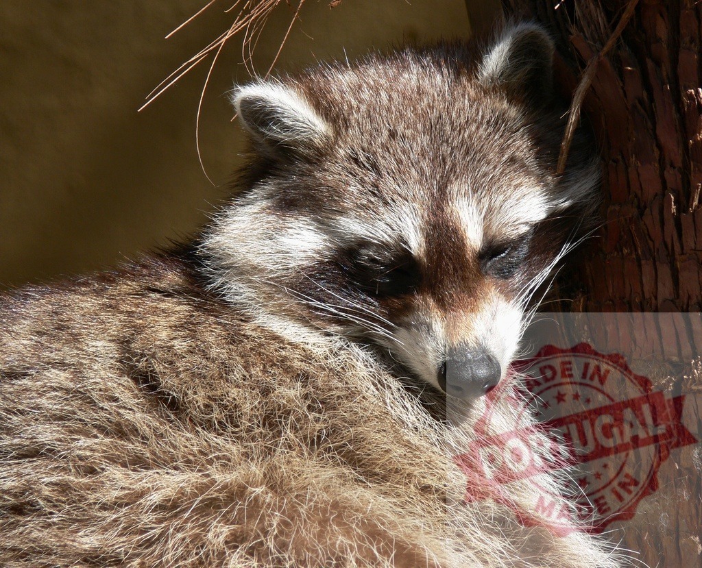 Raccoon animal sleeping soundly resting on tree trunk | Raccoon mammal resting with eyes closed, enjoying a peaceful sleep outdoors - Realisiert mit Pictrs.com