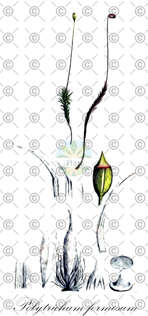 HistAbb_wfo-0000472035_1_ENZY_Simple | Historische Abbildung von Polytrichum formosum - Polytrichaceae | Historical Illustration of Polytrichum formosum - Polytrichaceae
