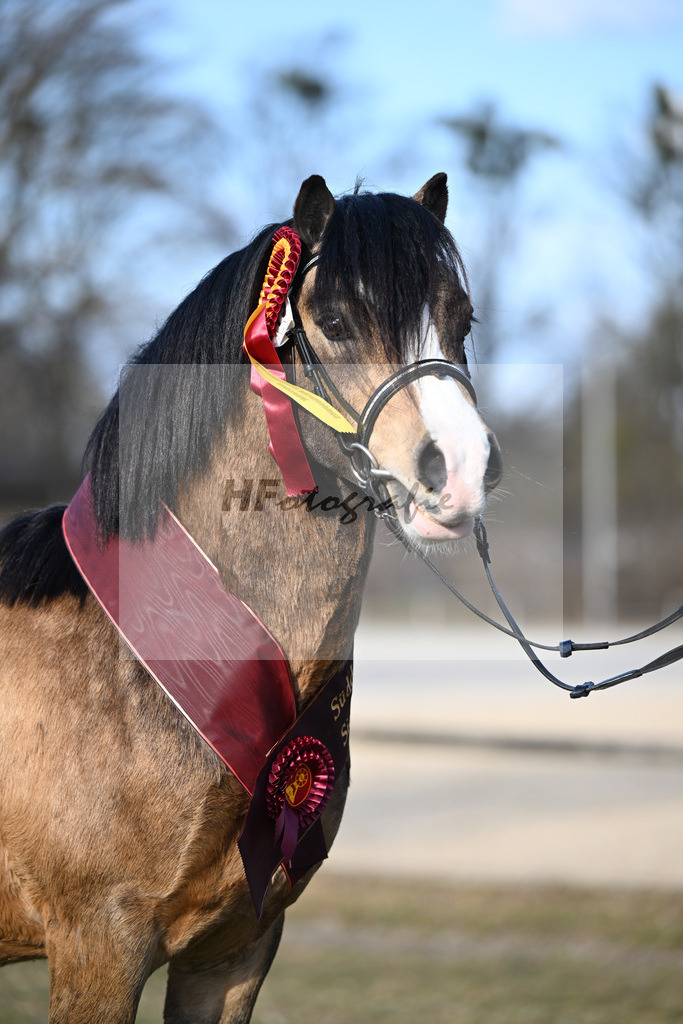 Kat-Nr. 15 Leybucht Bavarian Bailey v. Penymorfa Bailey_Nieberle_9260741 | hf-fotografie - Realizzato con Pictrs.com