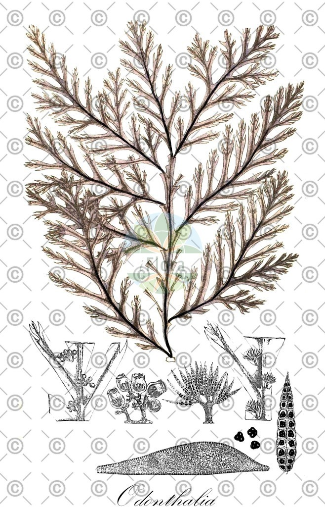 HistAbb_63FT6_3_ENZY_Simple | Historische Abbildung von Odonthalia - Rhodomelaceae (0) | Historical Illustration of Odonthalia - Rhodomelaceae (0)