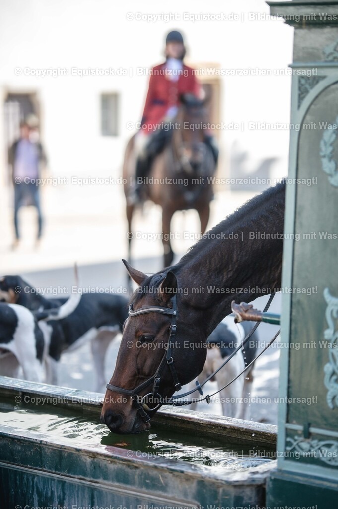 20251011_Jagd-Marbach_0646 | Foto: Thomas Hartig