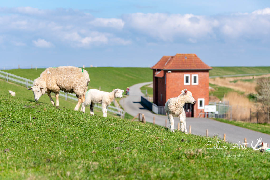 20250424-EAF_8185 | Eilun-Art-Fotografie Levke Martens, ihre Fotografin für Immobilien- und Landschaftsfotografie auf Föhr, Föhrer Motive als Poster, Leinwand, hinter Acrylglas oder stelle dir deinen eigenen Monatskalender zusammen, mit nur einem Klick