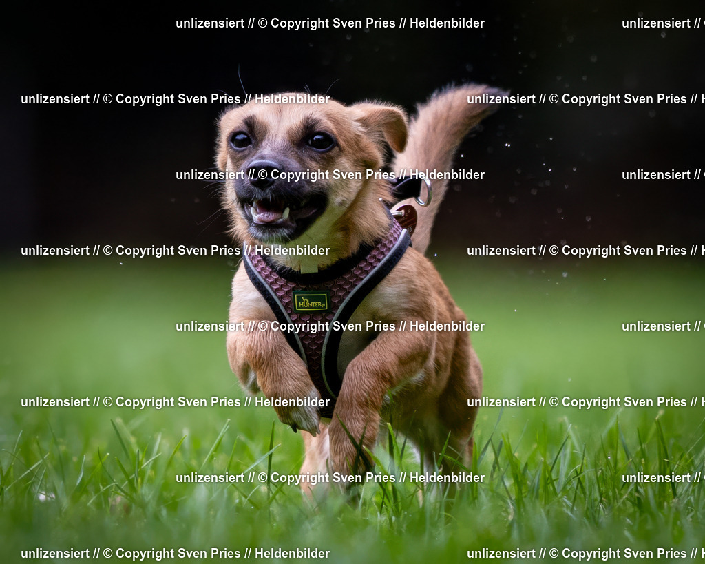 Sven Pries | 2024-10-19 - Hunderennen Ober-Grombach - Realisiert mit Pictrs.com