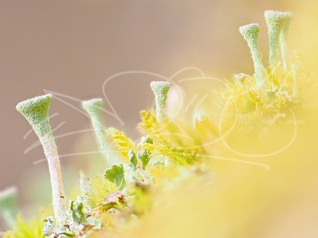 Flechtenstadt | Naturschönheiten aus Deutschland. Pflanzen und Tiere, Insekten und Naturschauspiele. Alle schönen Details, die uns umgeben, fotografiert von Michi Moc.  - Realisiert mit Pictrs.com