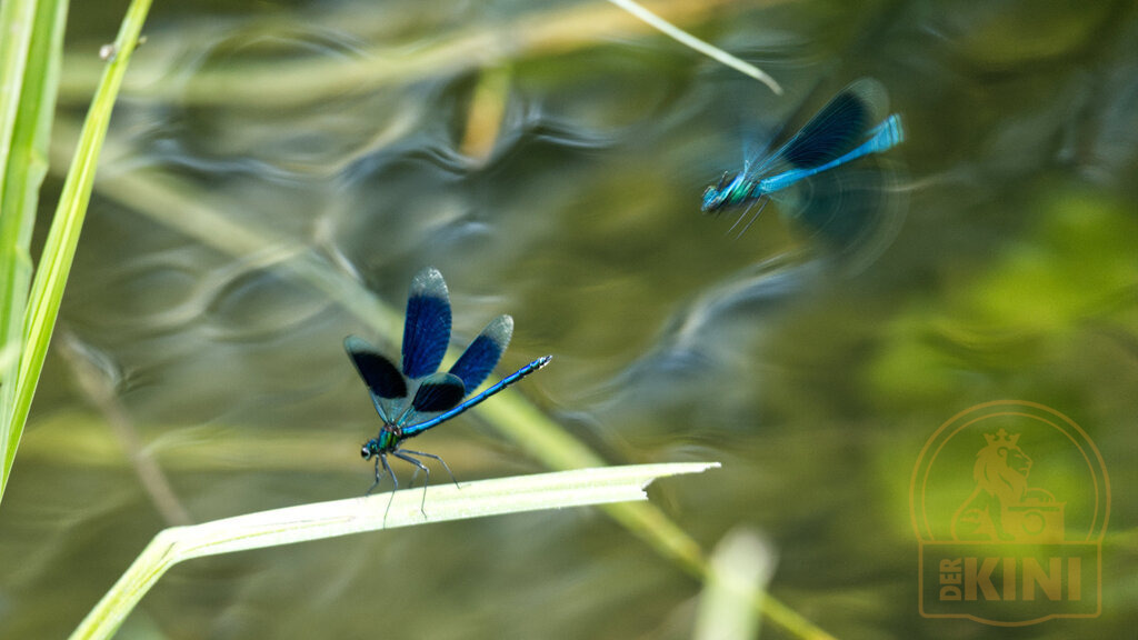 P1351896-1 | Foto, Natur, Tiere, Urlaub, Georgien,  - Realisiert mit Pictrs.com